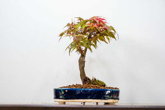 Deshojo Japanese Maple Bonsai