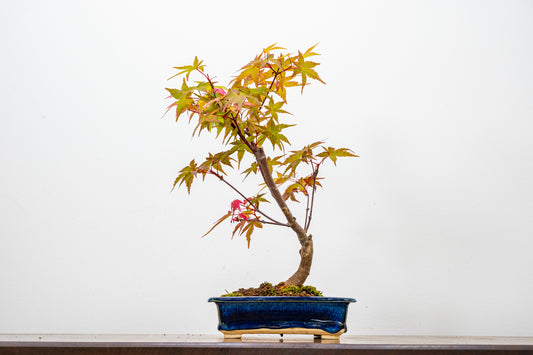 Deshojo Japanese Maple Bonsai