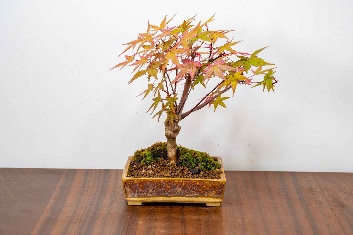 Deshojo Japanese Maple Bonsai