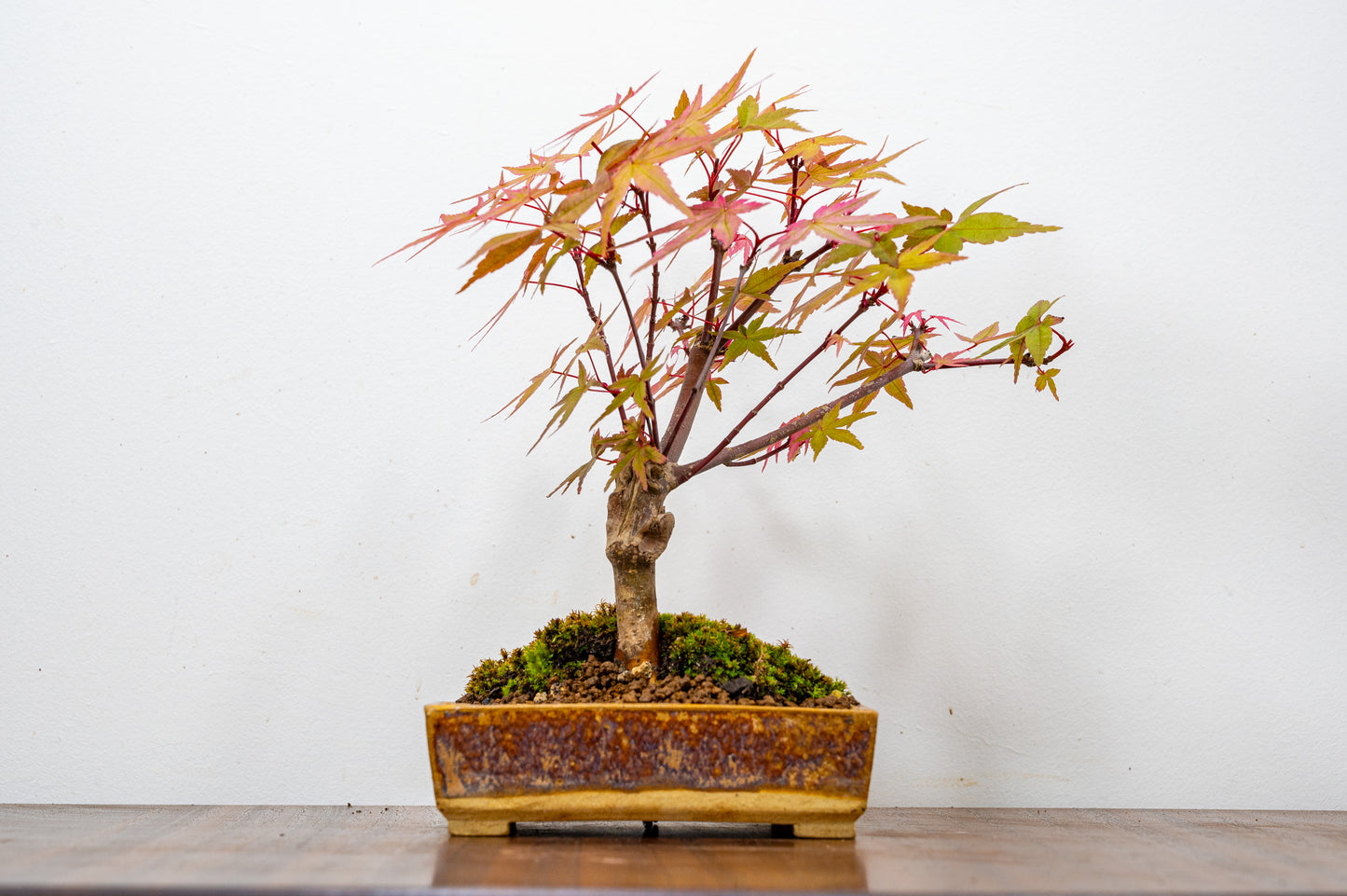 Deshojo Japanese Maple Bonsai