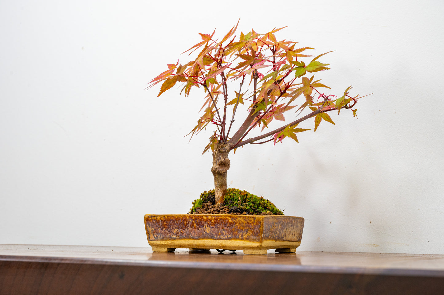 Deshojo Japanese Maple Bonsai