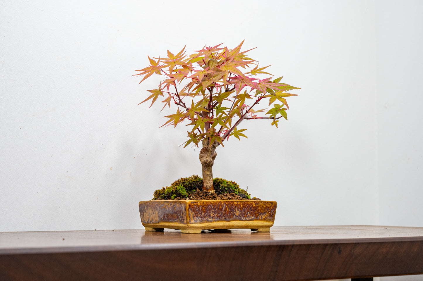 Deshojo Japanese Maple Bonsai