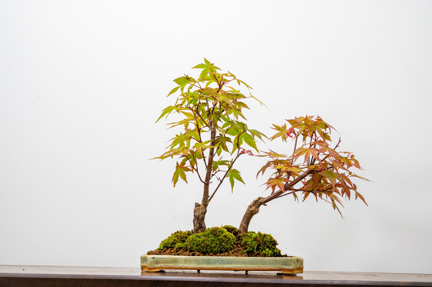 Deshojo Japanese Maple Bonsai