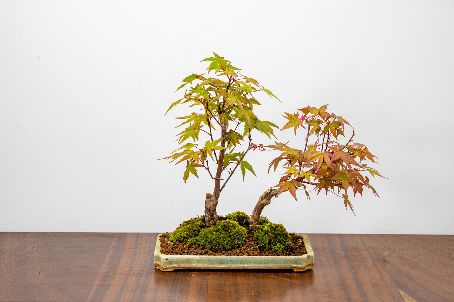 Deshojo Japanese Maple Bonsai