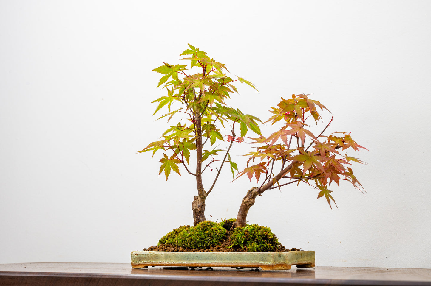 Deshojo Japanese Maple Bonsai