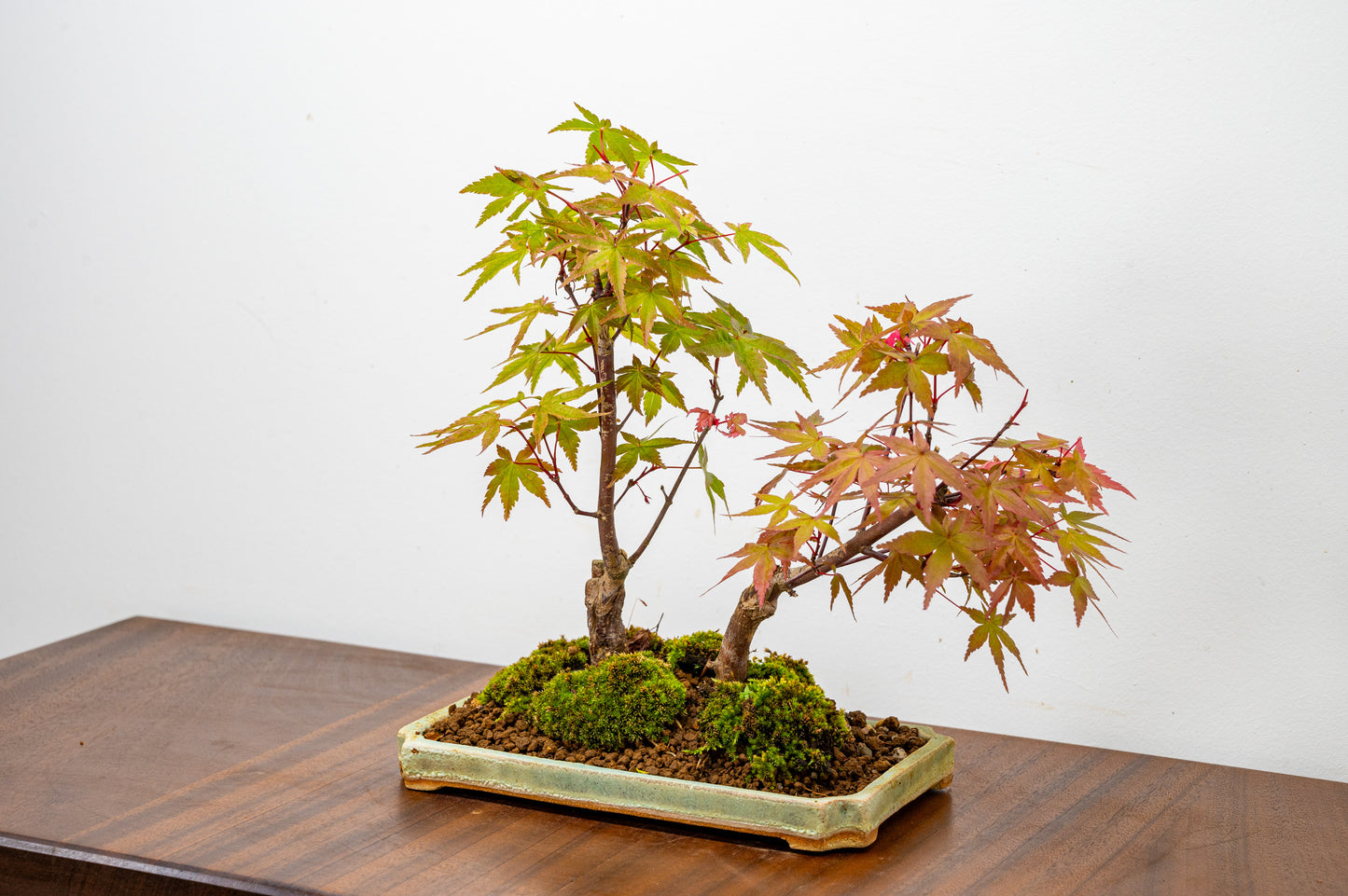 Deshojo Japanese Maple Bonsai