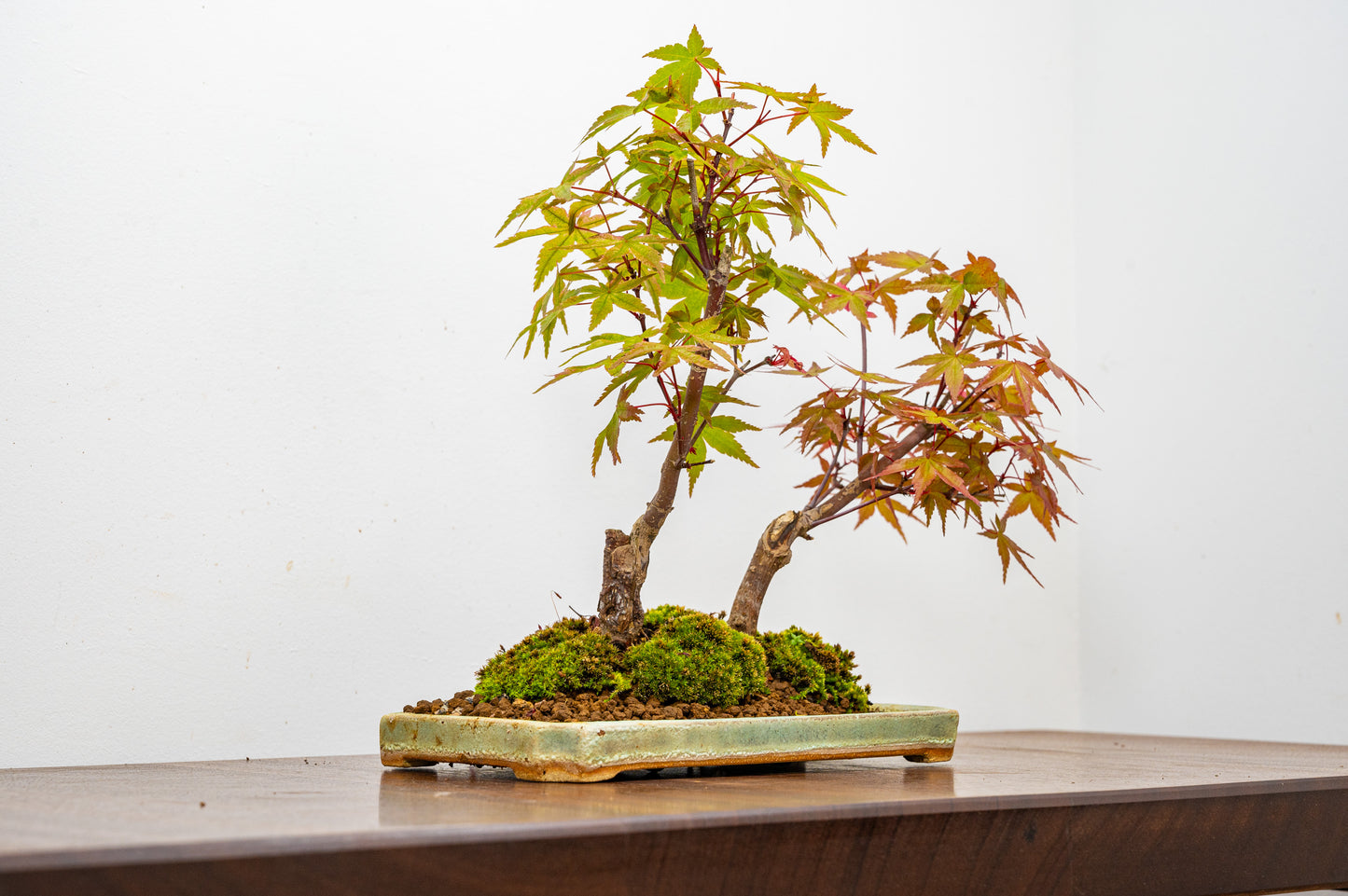 Deshojo Japanese Maple Bonsai