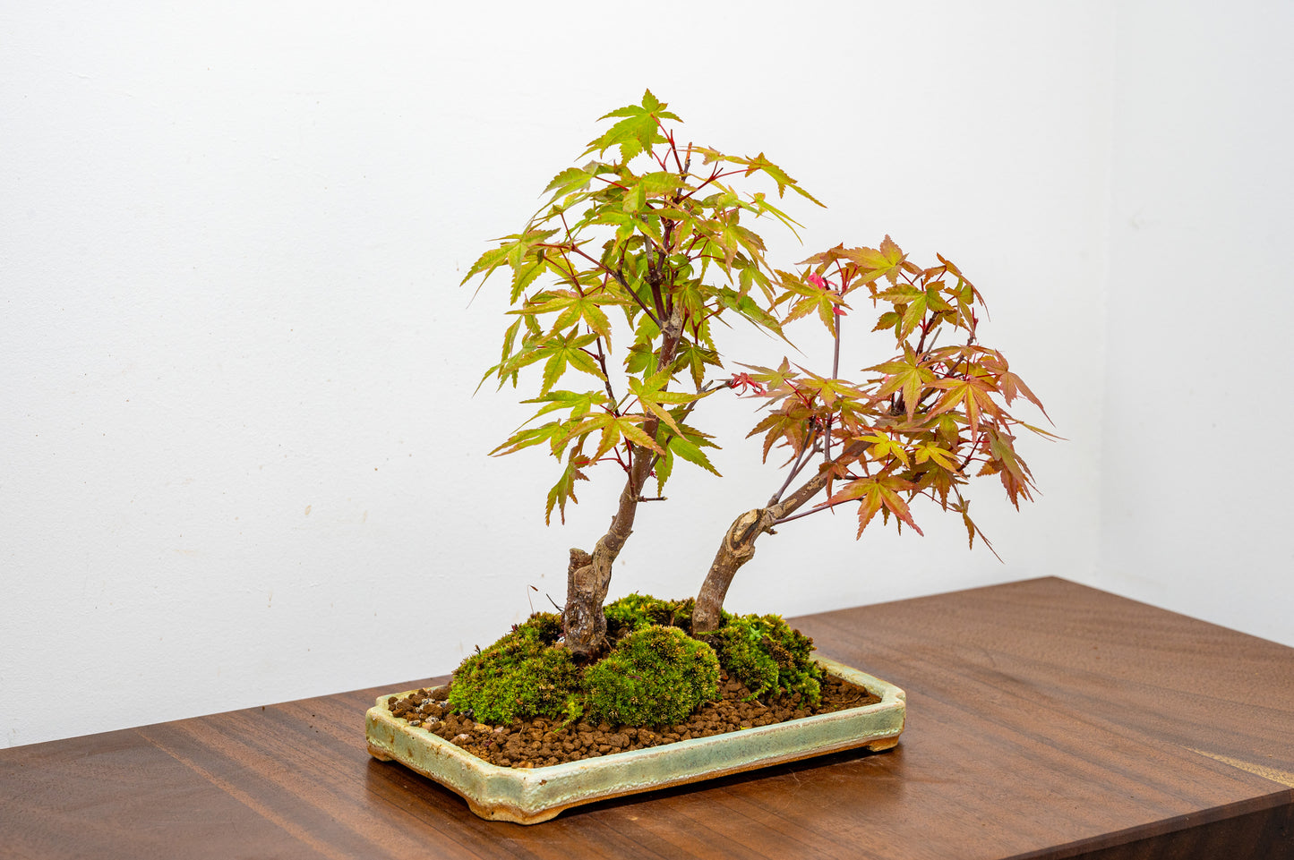 Deshojo Japanese Maple Bonsai