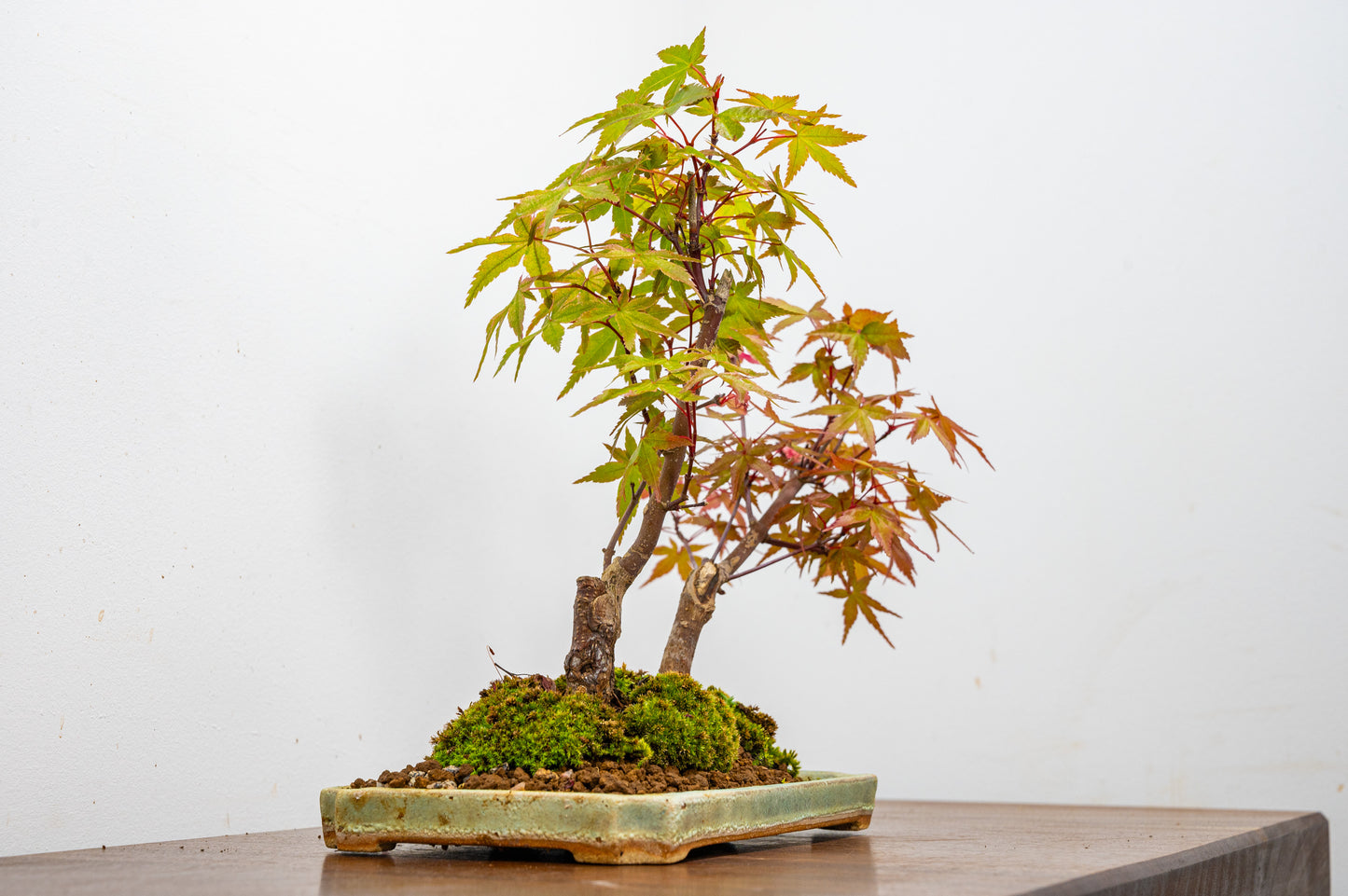 Deshojo Japanese Maple Bonsai