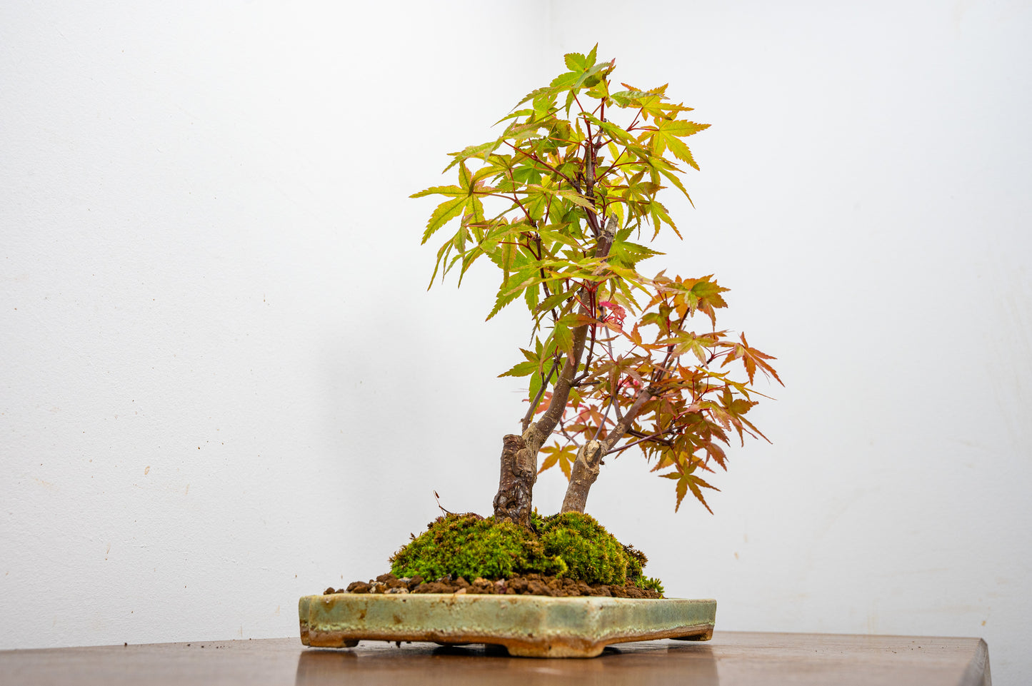 Deshojo Japanese Maple Bonsai