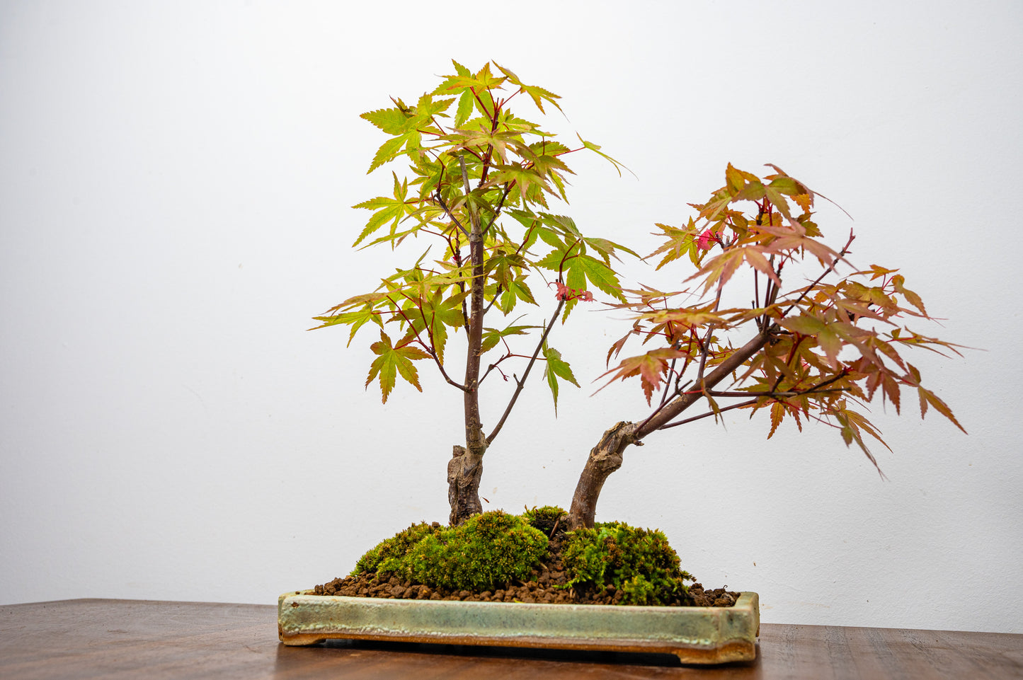 Deshojo Japanese Maple Bonsai