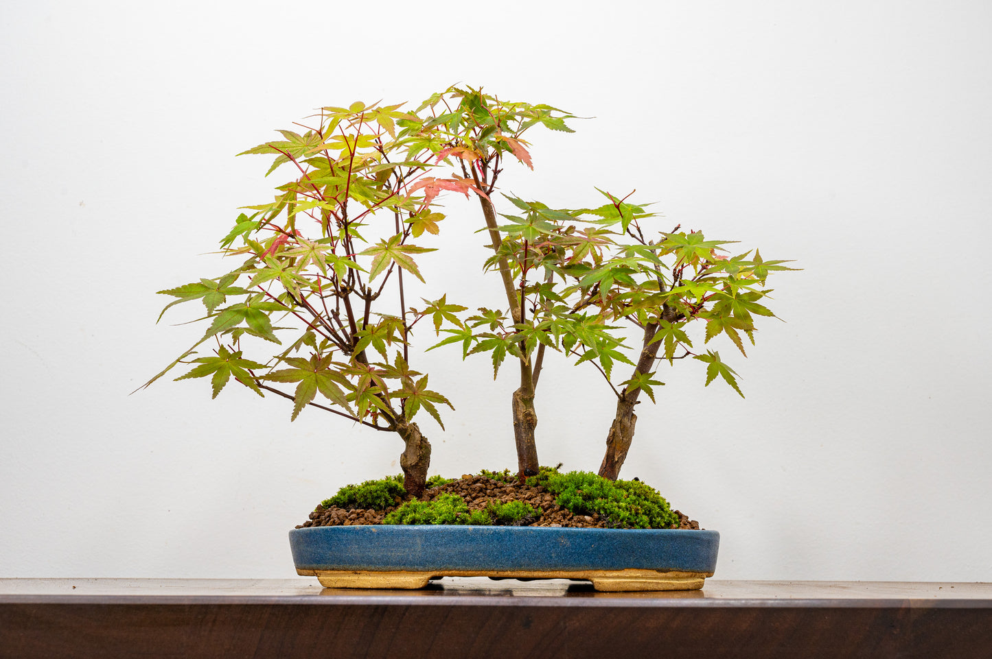 Deshojo Japanese Maple Bonsai