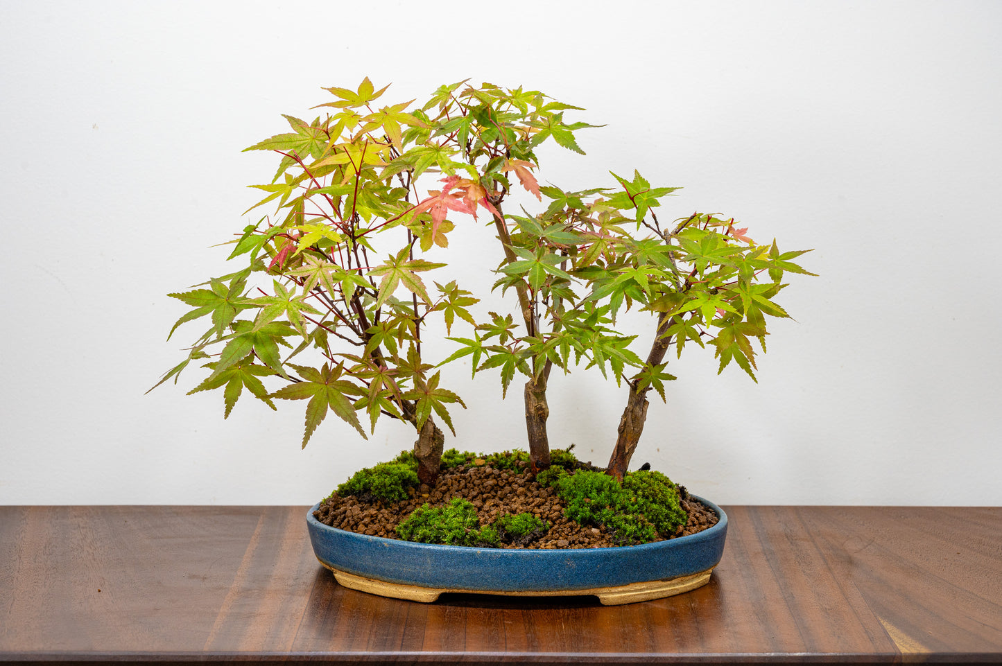 Deshojo Japanese Maple Bonsai