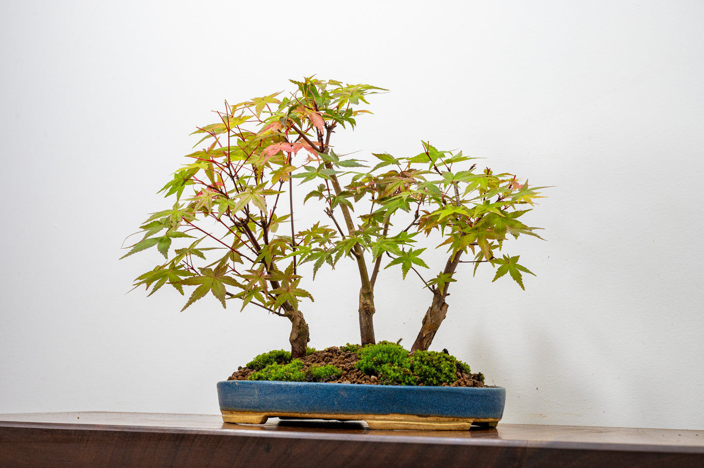 Deshojo Japanese Maple Bonsai