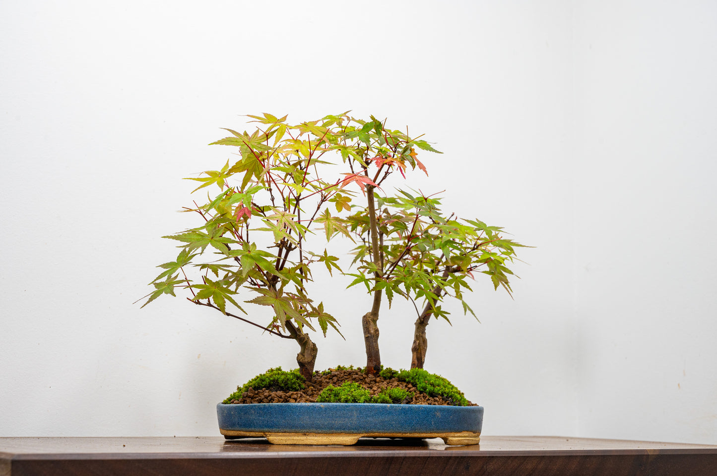 Deshojo Japanese Maple Bonsai