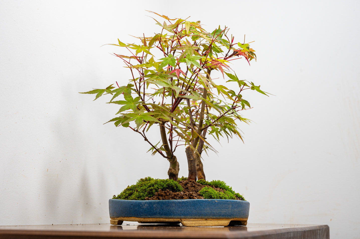 Deshojo Japanese Maple Bonsai