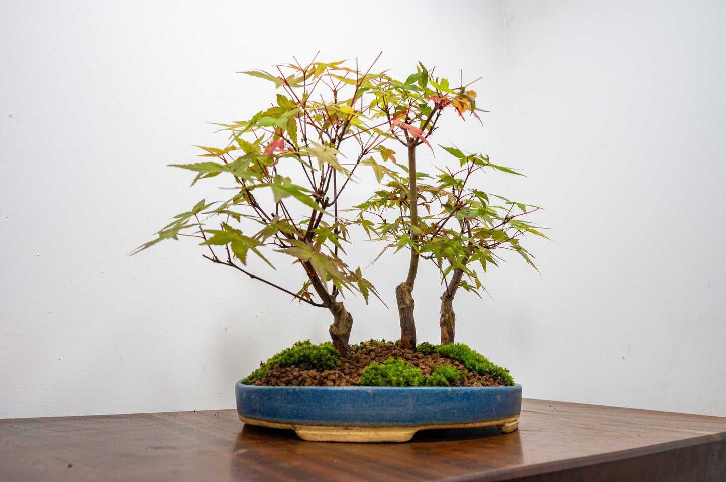 Deshojo Japanese Maple Bonsai