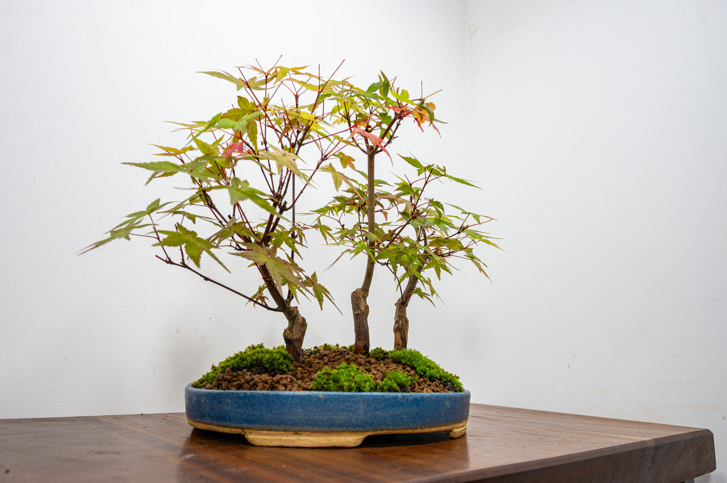 Deshojo Japanese Maple Bonsai