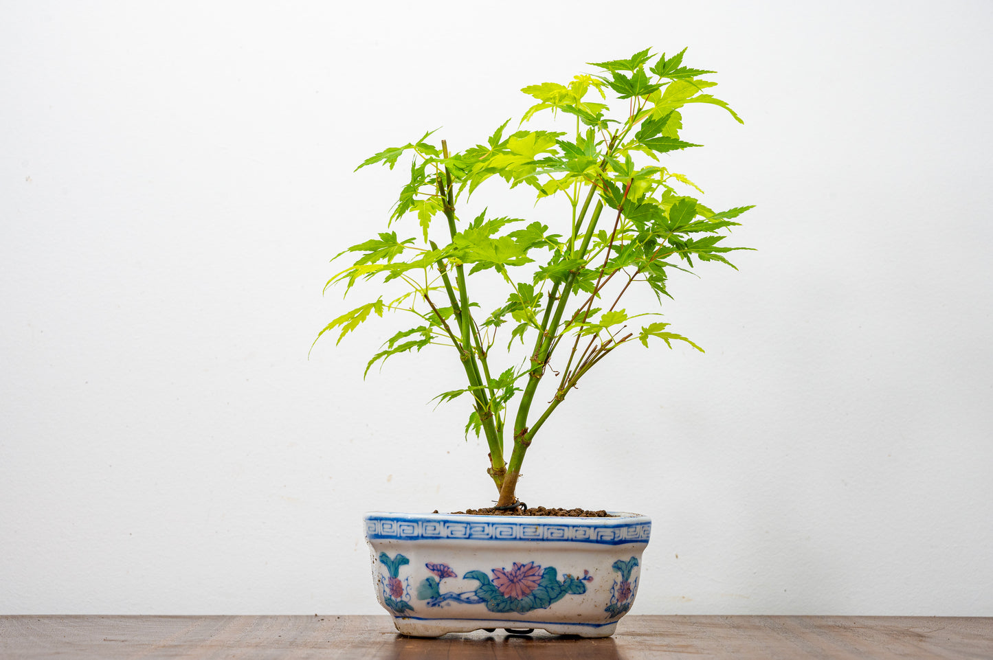 Japanese Maple Bonsai