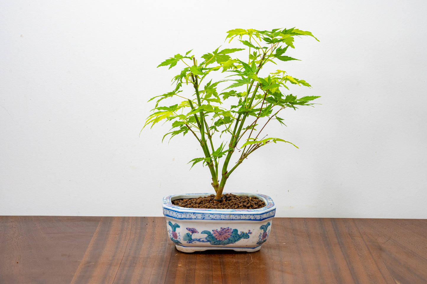 Japanese Maple Bonsai