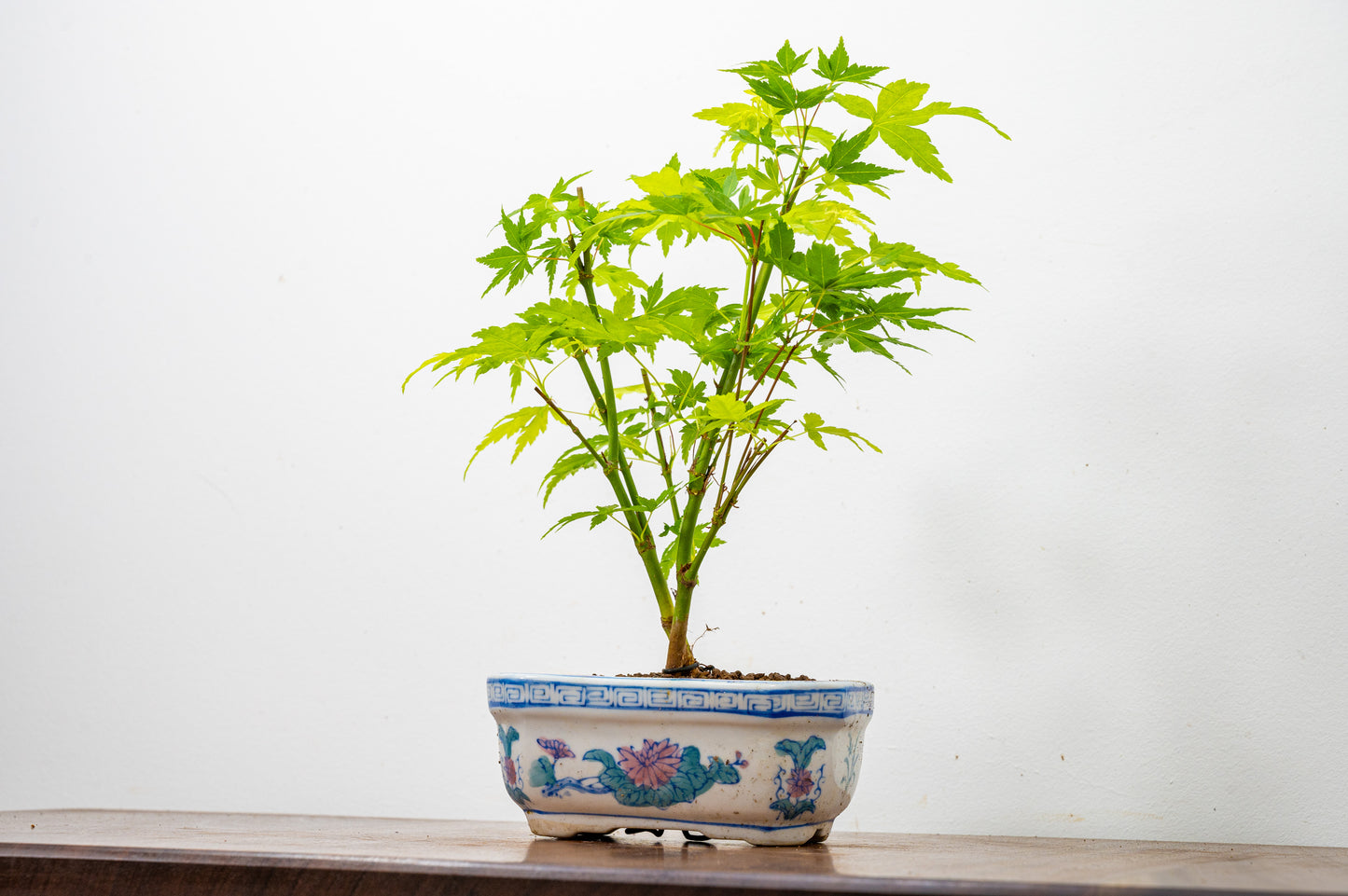 Japanese Maple Bonsai