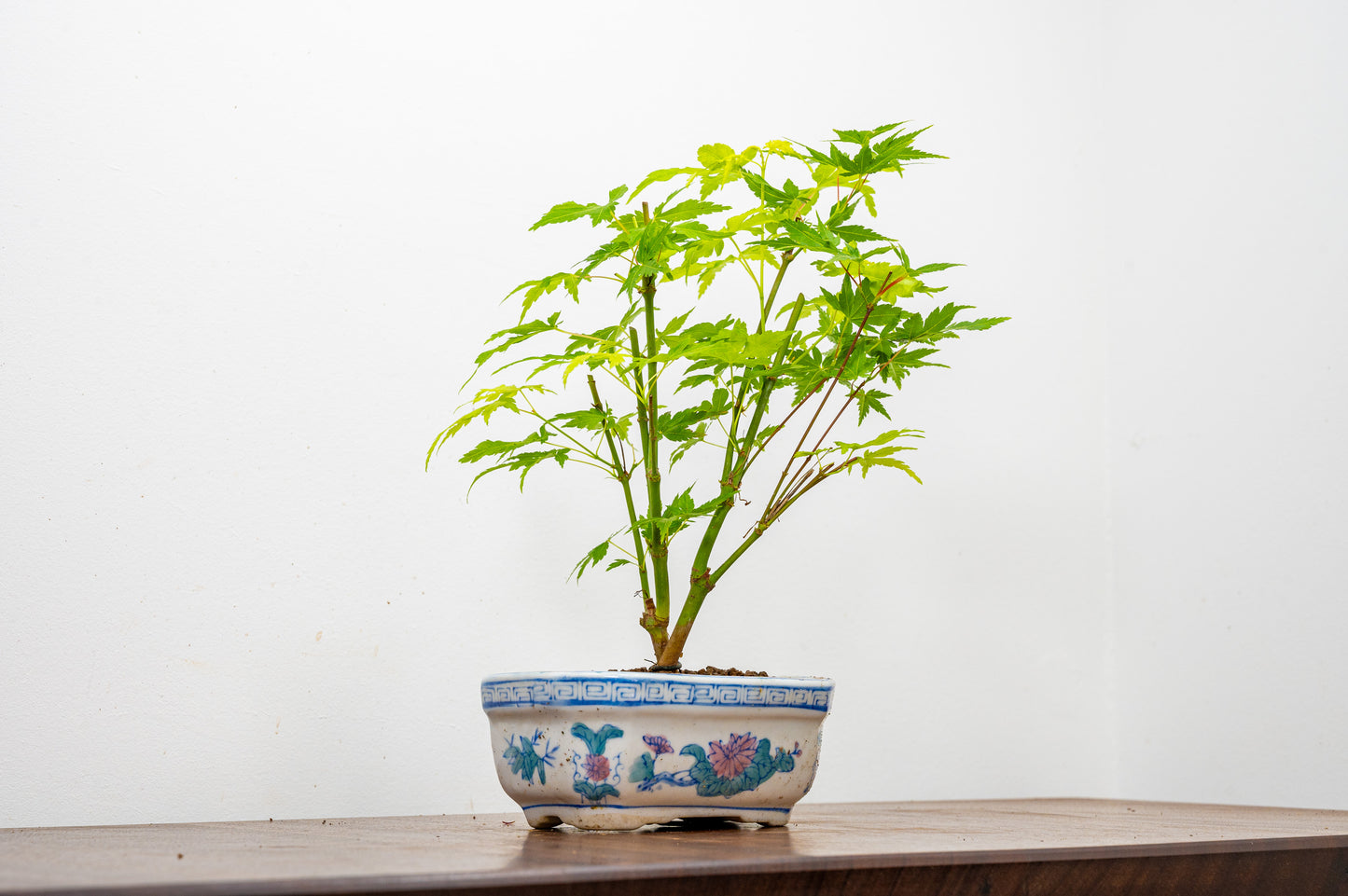 Japanese Maple Bonsai