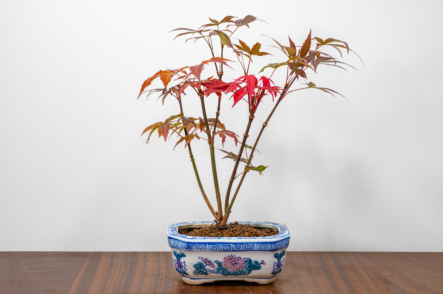 Japanese Maple Bonsai