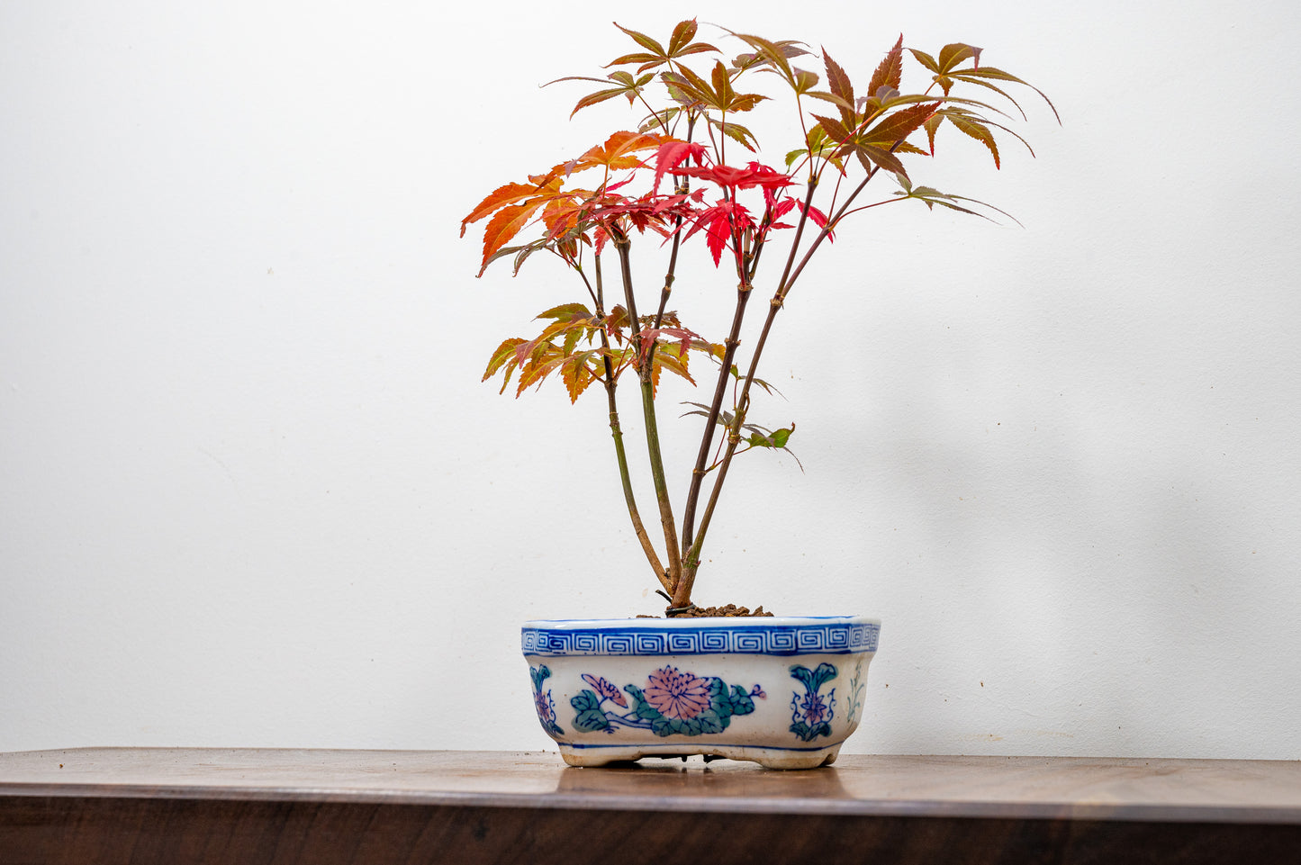 Japanese Maple Bonsai