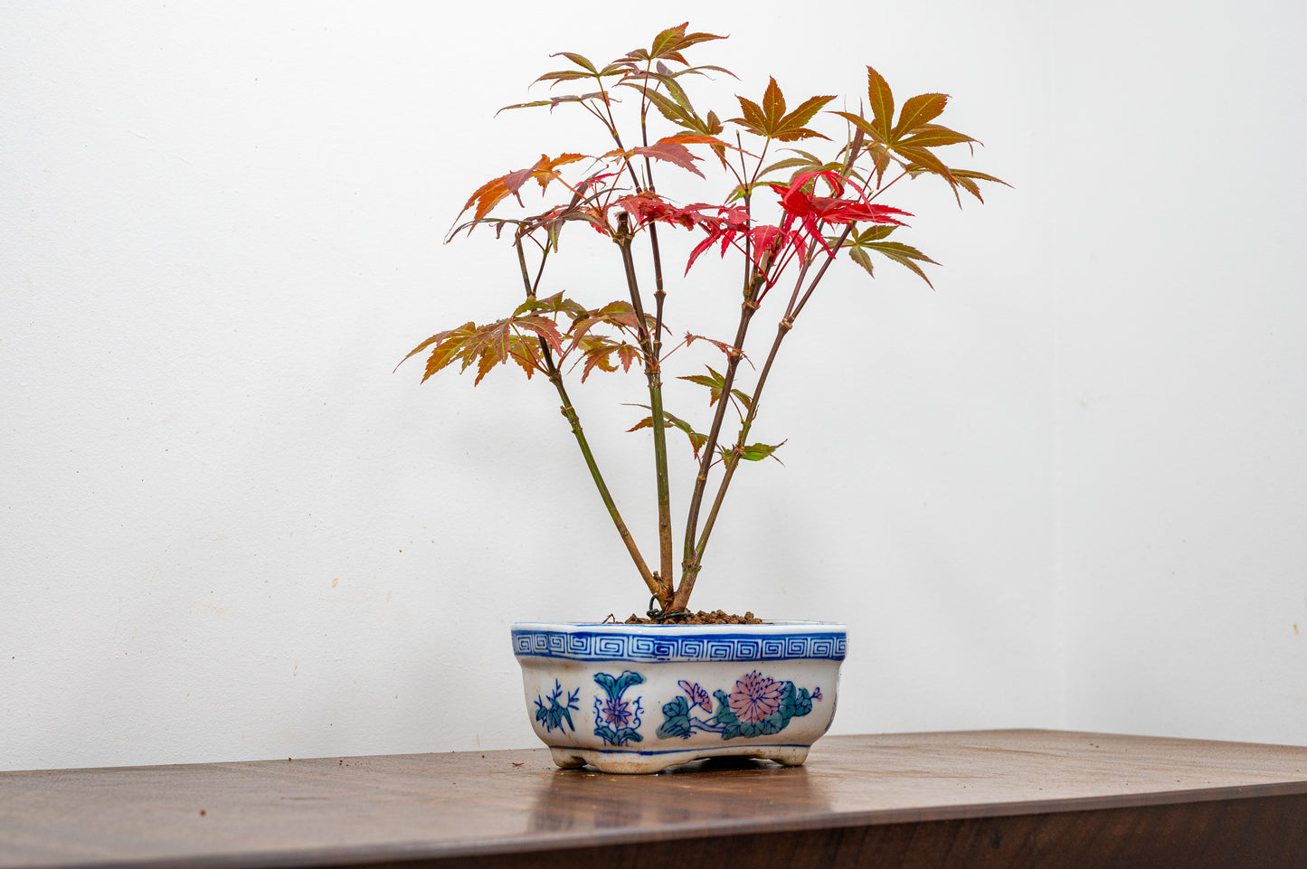 Japanese Maple Bonsai