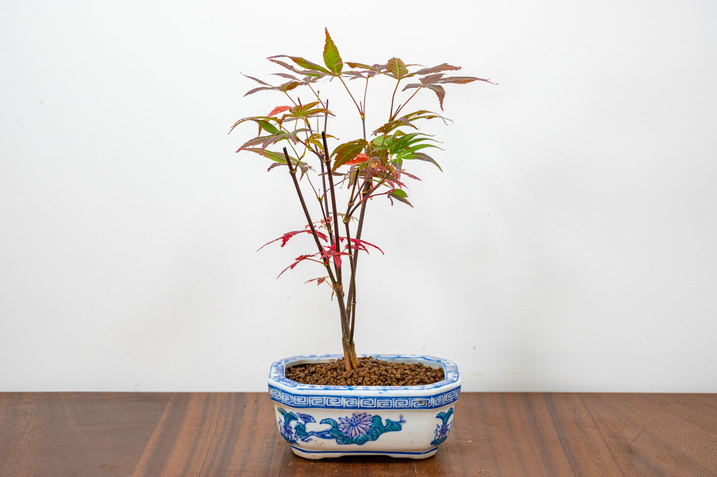 Japanese Maple Bonsai