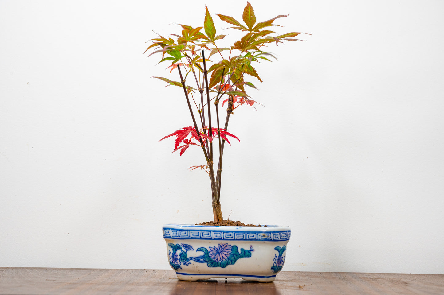 Japanese Maple Bonsai