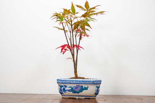 Japanese Maple Bonsai