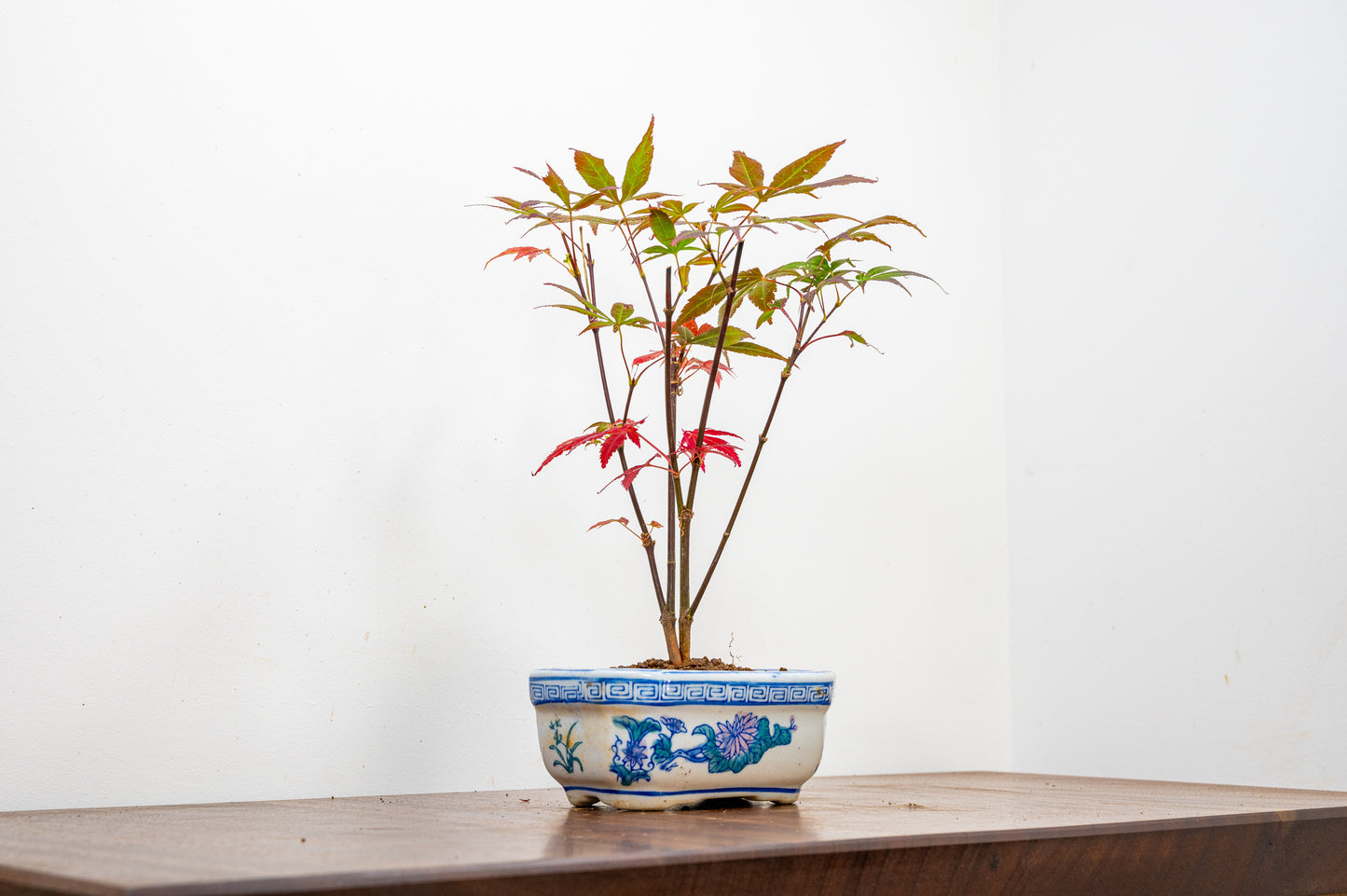 Japanese Maple Bonsai