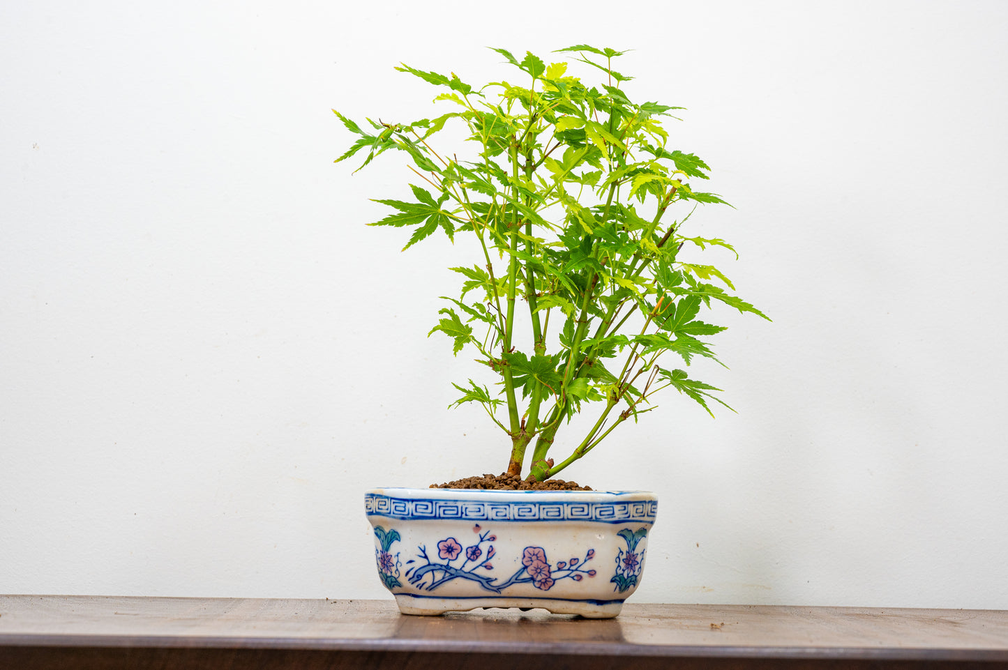 Japanese Maple Bonsai