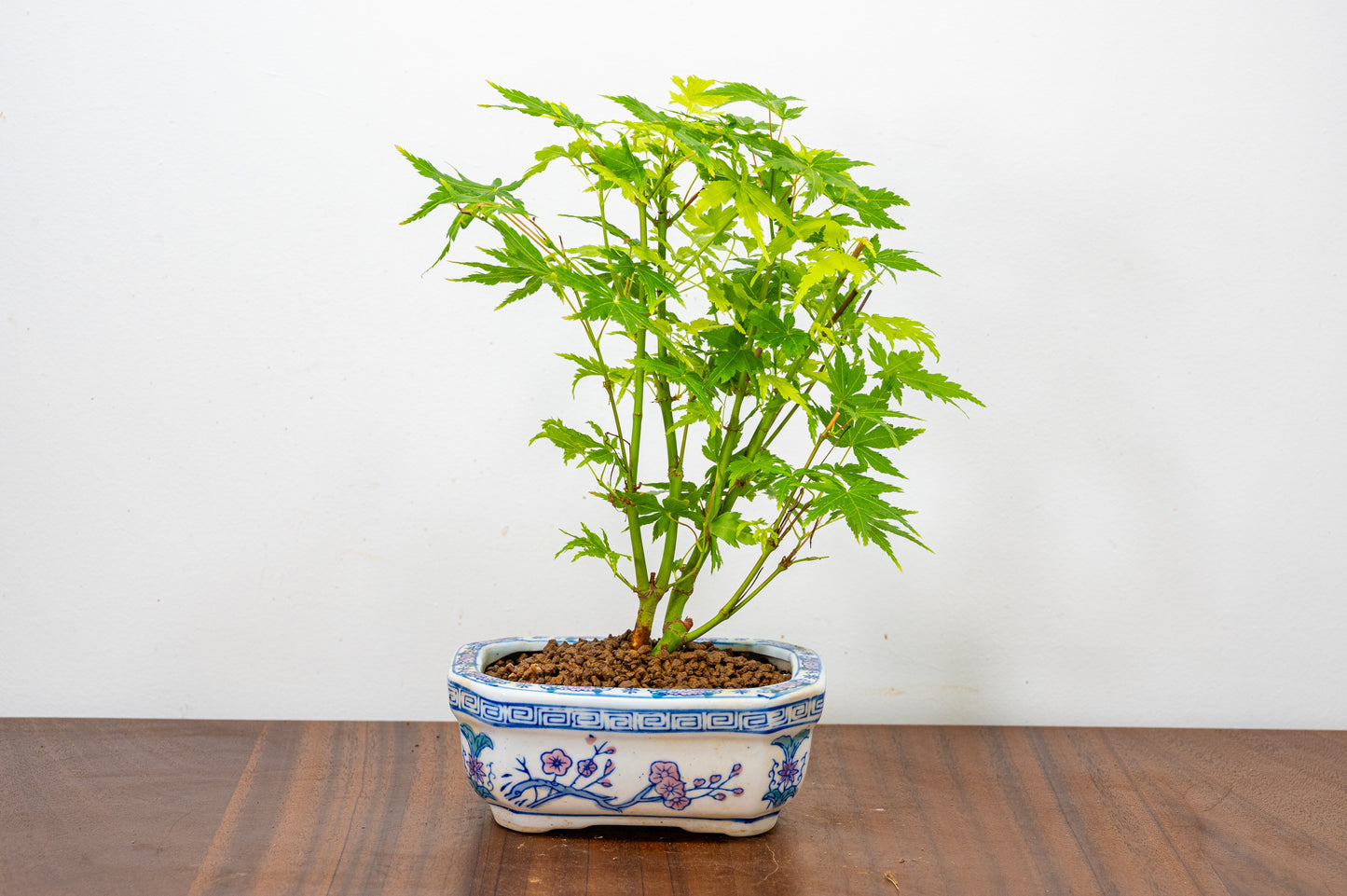 Japanese Maple Bonsai