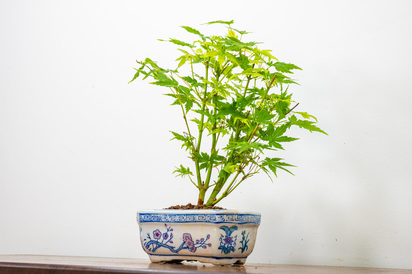 Japanese Maple Bonsai