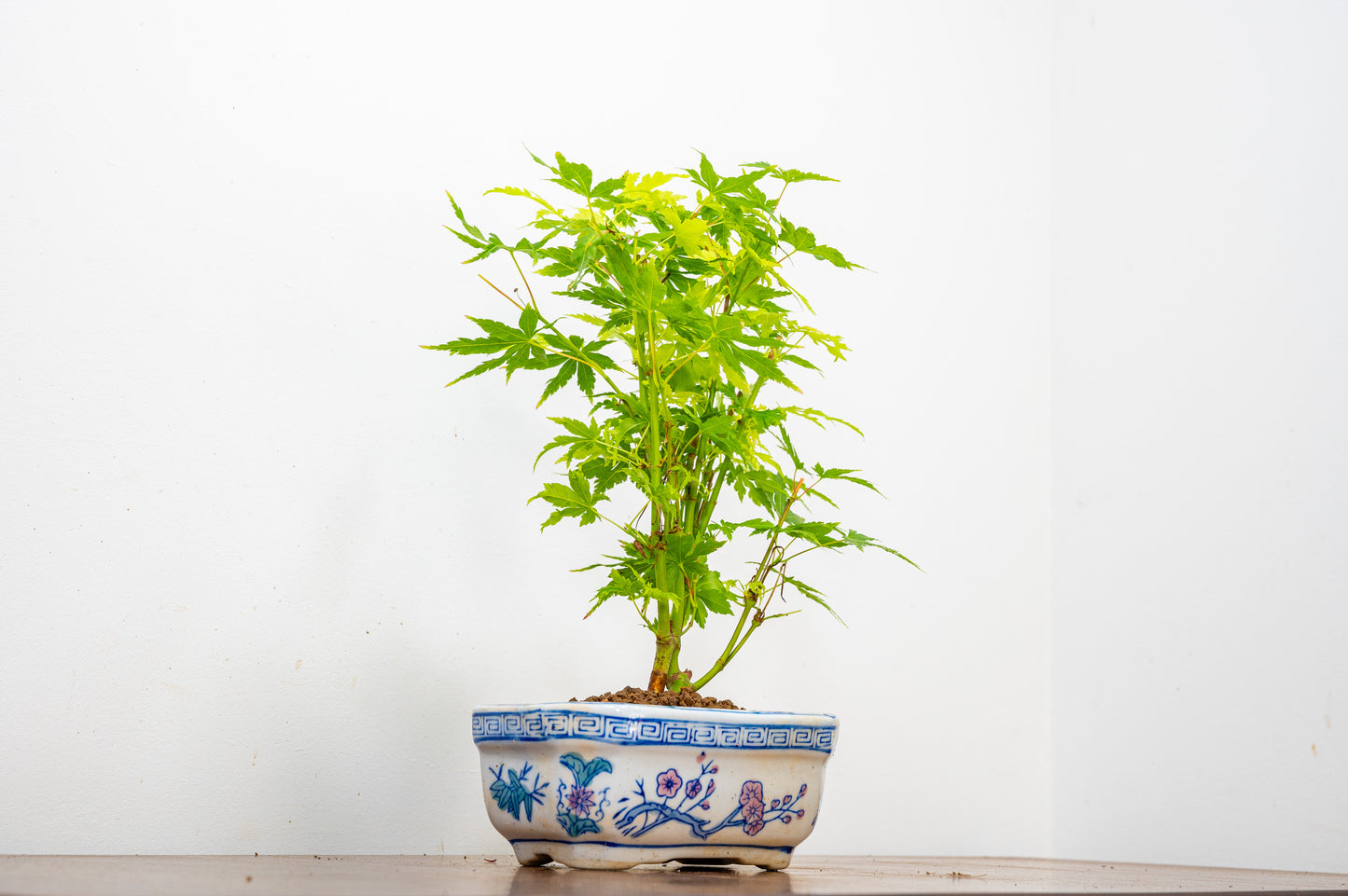 Japanese Maple Bonsai