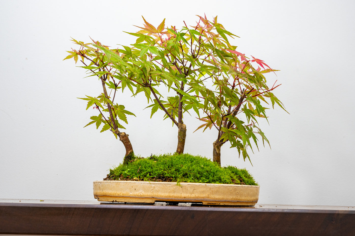 Deshojo Japanese Maple Bonsai