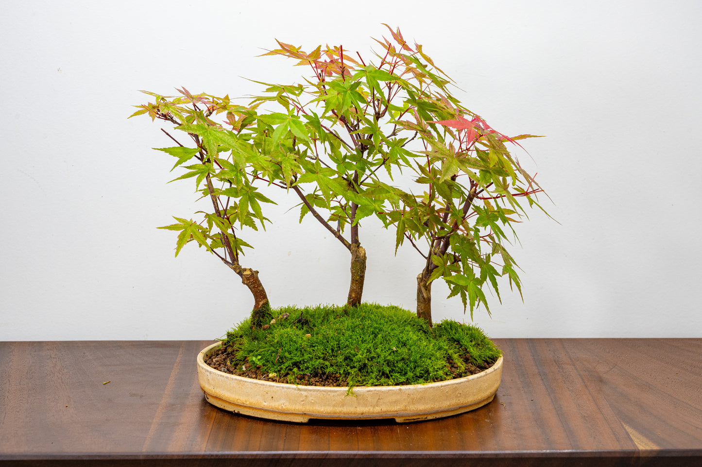 Deshojo Japanese Maple Bonsai