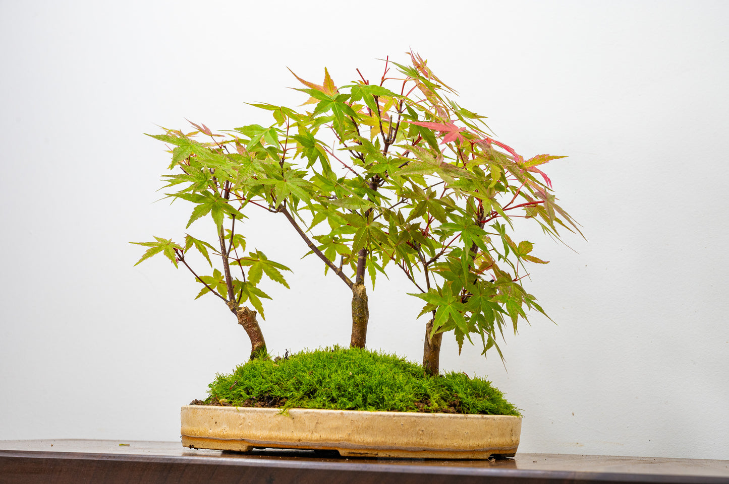 Deshojo Japanese Maple Bonsai