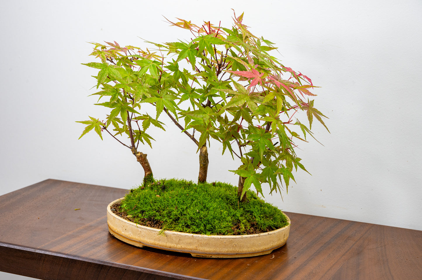 Deshojo Japanese Maple Bonsai