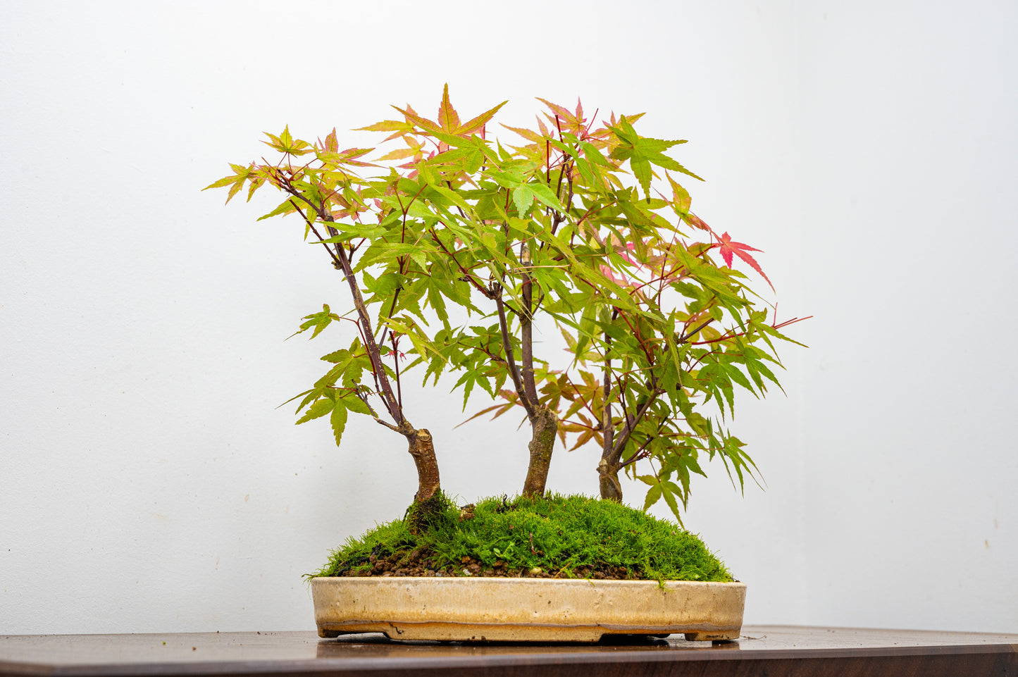 Deshojo Japanese Maple Bonsai