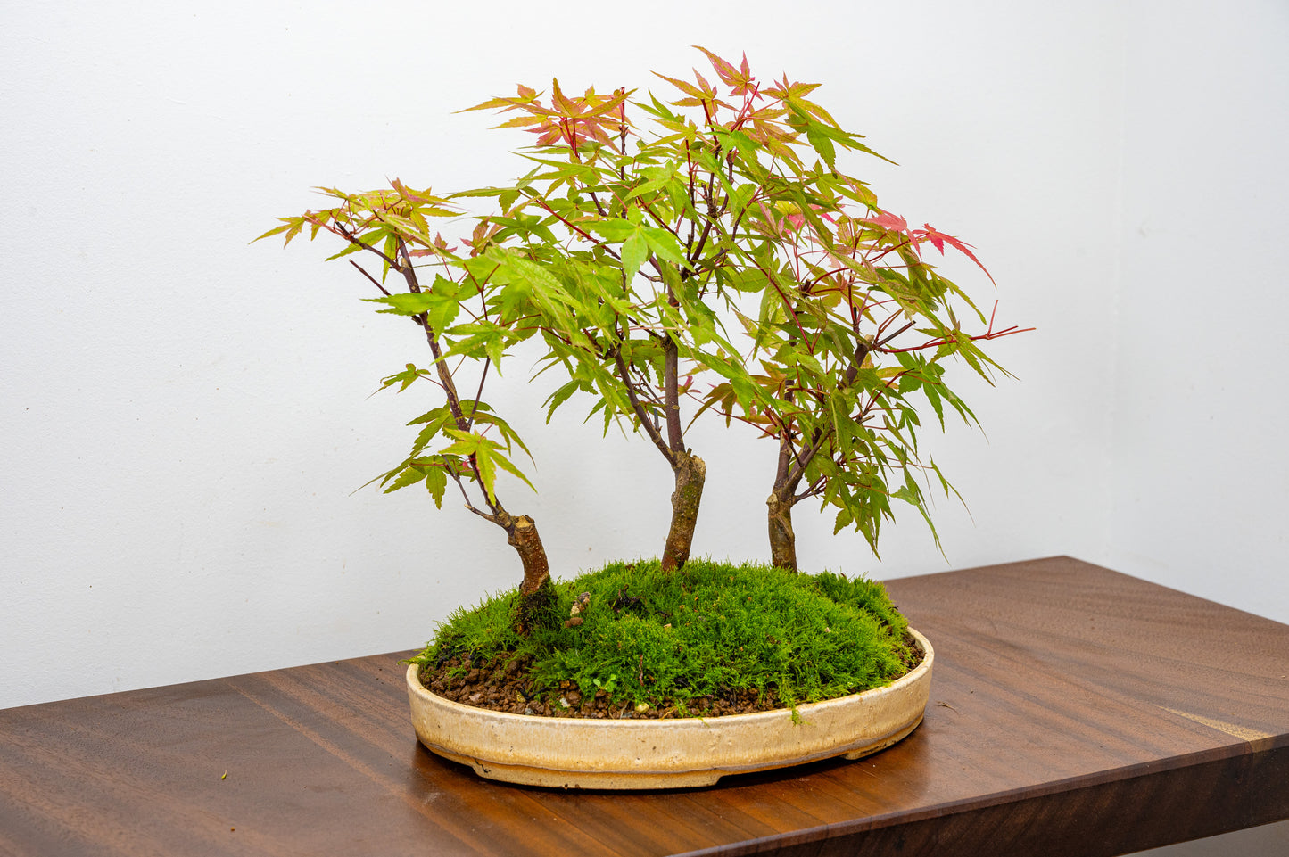 Deshojo Japanese Maple Bonsai