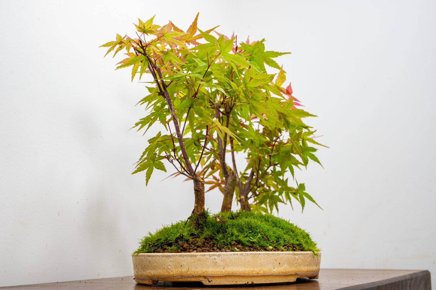 Deshojo Japanese Maple Bonsai