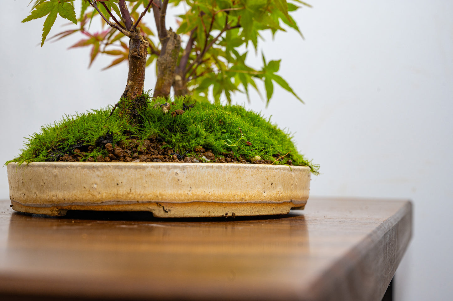 Deshojo Japanese Maple Bonsai