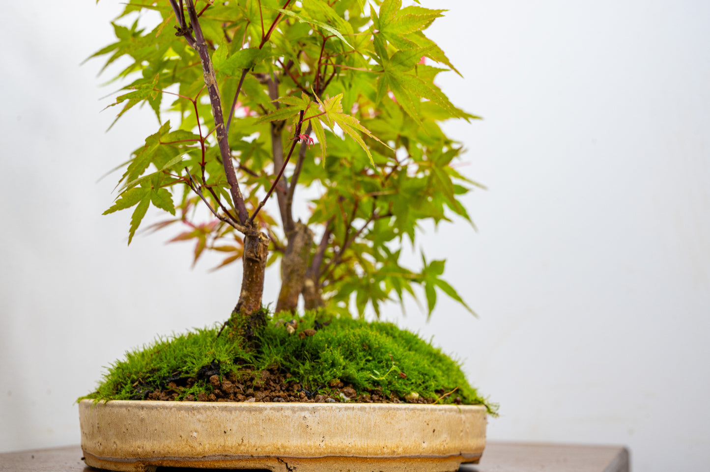 Deshojo Japanese Maple Bonsai