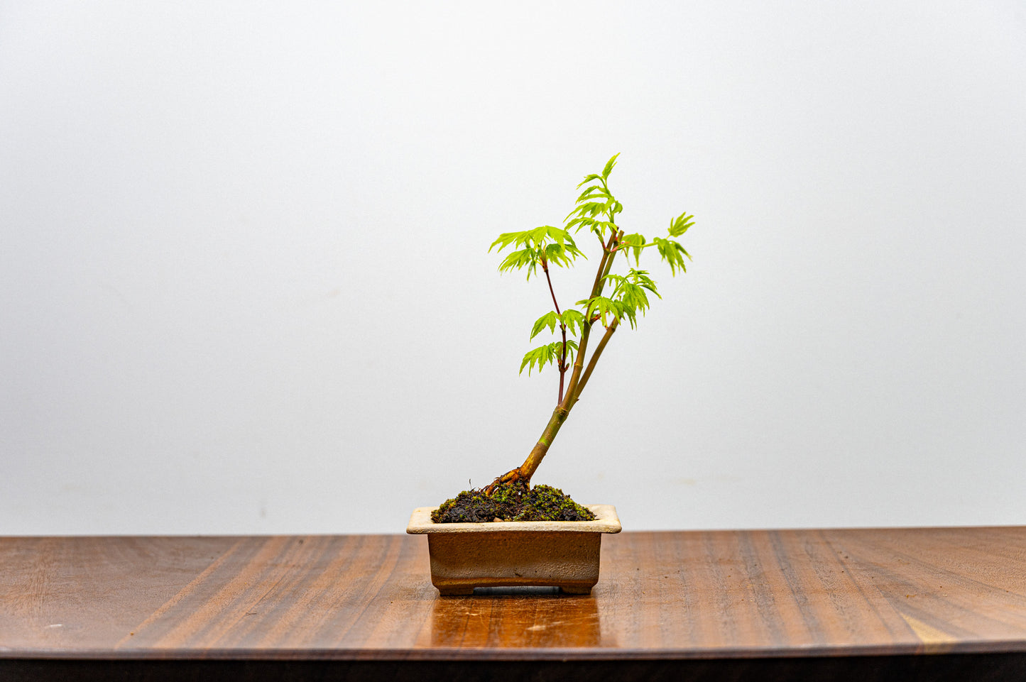 Japanese Maple Bonsai