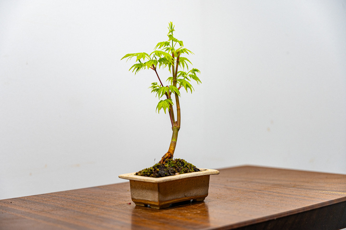 Japanese Maple Bonsai