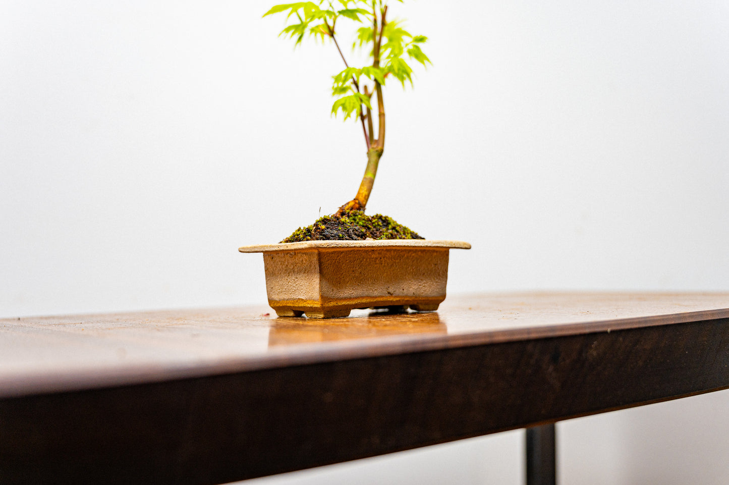 Japanese Maple Bonsai