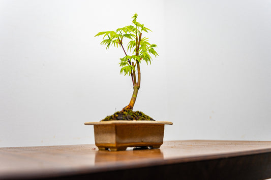 Japanese Maple Bonsai